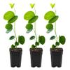 My Shelfie Orchid Tree (Bauhinia spp.), 2.5-Inch Live Flowering Starter Tree, 5 Inch Tall Tropical Plant for Outdoor Gardens, Patios, and Landscaping, USDA Zone 9-11 (3) view 2