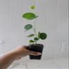 My Shelfie Orchid Tree (Bauhinia spp.), 2.5-Inch Live Flowering Starter Tree, 5 Inch Tall Tropical Plant for Outdoor Gardens, Patios, and Landscaping, USDA Zone 9-11 (3) view 3