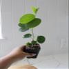 My Shelfie Orchid Tree (Bauhinia spp.), 2.5-Inch Live Flowering Starter Tree, 5 Inch Tall Tropical Plant for Outdoor Gardens, Patios, and Landscaping, USDA Zone 9-11 (3) view 4