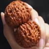 Walnut to Twirl in Your Hand,1 Pair Natural Chinese Twirling Walnuts,Jade Walnuts Fidget for Hand Exercise,Wenwan Walnut Unpolished for Stress Relief,Hand Exercise,Mindfulness Meditation (A2,38-39mm) view 4