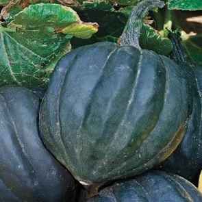Fresh Acorn Squash 100% Plastic Free Farm to Customer