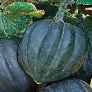 Fresh Acorn Squash 100% Plastic Free Farm to Customer