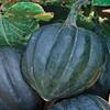 Fresh Acorn Squash 100% Plastic Free Farm to Customer view 1