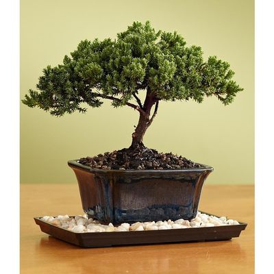 Indoorbonsaiandexotics juniper with tray and pebbles bonsai tree