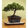 Indoorbonsaiandexotics juniper with tray and pebbles bonsai tree view 1