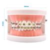 Angzhili 1 Piece Dental Demonstration Orthodontic Model with Metal Wires and Bracket (Metal Bracket) view 2
