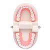 Angzhili 1 Piece Dental Demonstration Orthodontic Model with Metal Wires and Bracket (Metal Bracket) view 4