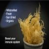 Dried Sea Moss (3 Oz (pack of 2)) - Caribbean Superfood - Wildcrafted Seedstock - Ethically Harvested - Makes 4 Quarts Gel view 3
