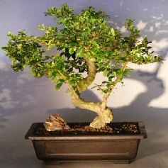 Bonsai Boy's Flowering Fukien Tea Bonsai Tree with a CURVED TRUNK and TIERED BRANCHING ehretia microphylla