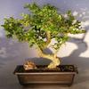 Bonsai Boy's Flowering Fukien Tea Bonsai Tree with a CURVED TRUNK and TIERED BRANCHING ehretia microphylla view 1