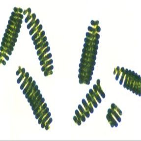 Algae Research Supply Algae Culture Spirulina, Perfect for School Science Fairs/Projects, Experiments & Classrooms (50mL)