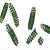 Algae Research Supply Algae Culture Spirulina, Perfect for School Science Fairs/Projects, Experiments & Classrooms (50mL) view 1