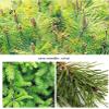 Pine Needle Tea - 1.2g X 25 Tea Bags view 2