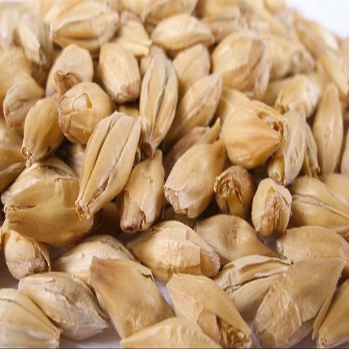 10 lb German Pilsen Malt