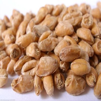 10 lb Red Wheat Malt