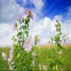 Common Mallow Leaf (Malva L. - Malvae Silvestris Folium) Health Embassy - 100% Natural (50g) view 4