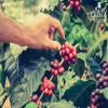 Alto Grande Super Premium Coffee Beans, Medium Dark Roast, Single Origin, Puerto Rico Arabica, Whole Bean, 2 Pound (Pack of 1) view 4