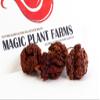 Fiery Farms Carolina Reaper Pods - 8 oz - 1.5M to 2M SHUs Extremely Hot Red Chili Pepper Dried Whole Pods, Pure, No Additives view 3