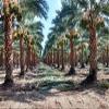 Best Natural Medjool Dates Kosher 2 Lbs - 32 oz Certified NON GMO Verified  view 4