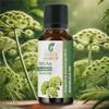 Angelica Oil(Angelica Archangelica Or Angelica Officinalis) 100% Natural Pure Uncut Essential Oil 3.38 Fl.Oz view 2