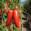 D.O.P. San Marzano Tomatoes Gustarosso DaniCoop  Campania, Italy - 800 gr (28.2 oz) view 2