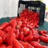 D.O.P. San Marzano Tomatoes Gustarosso DaniCoop  Campania, Italy - 800 gr (28.2 oz) view 4