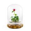 Bloomify Live Rose Terrarium, Miniature Rose in Self Sustaining Glass Jar, Maintenance Free, Great Unique Gift and Home Decor. view 1