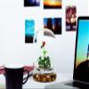 Bloomify Live Rose Terrarium, Miniature Rose in Self Sustaining Glass Jar, Maintenance Free, Great Unique Gift and Home Decor. view 4