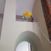 18 Foot Extension Rod & Duster, Micro Fiber Duster, Cobwebs, Pest Control Duster, Computer Duster, Static Duster, Plus Bonus 5 Micro Fiber Cleaning Cloths, Cleaning High Ceilings, Cathedral Ceilings view 3