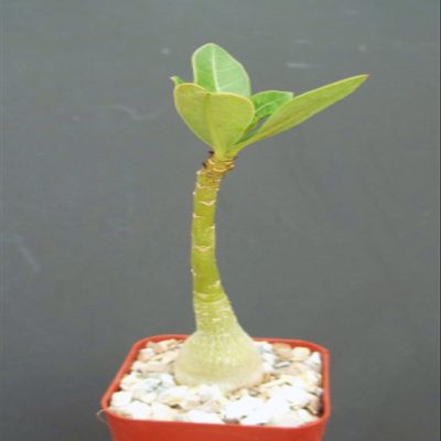 ADENIUM OBESUM Rare Caudex Collection Exotic Bonsai Desert Rose Plant 2" Pot