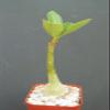 ADENIUM OBESUM Rare Caudex Collection Exotic Bonsai Desert Rose Plant 2" Pot view 1