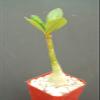 ADENIUM OBESUM Rare Caudex Collection Exotic Bonsai Desert Rose Plant 2" Pot view 2