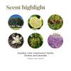 Young Living Stress Away Essential Oil Blend  100% Pure, Vanilla-Lime Aroma, Diffuser & Topical Use, 5ml view 4
