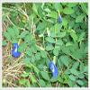 Butterfly pea Flowers Whole, Dried Herb 100% (1000 g) view 2