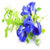 Butterfly pea Flowers Whole, Dried Herb 100% (1000 g) view 3