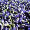 Butterfly pea Flowers Whole, Dried Herb 100% (1000 g) view 4