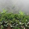 Colombian Coffee Sybarite Flor De Apia Ground 100% Arabica Coffee view 2