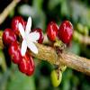 Colombian Coffee Sybarite Flor De Apia Ground 100% Arabica Coffee view 3