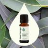 Plant Therapy Eucalyptus Radiata Essential Oil 10 mL (1/3 oz), 100% Pure, Undiluted, for Aromatherapy, Respiratory Support & Focus view 3