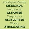 Plant Therapy Eucalyptus Radiata Essential Oil 10 mL (1/3 oz), 100% Pure, Undiluted, for Aromatherapy, Respiratory Support & Focus view 4
