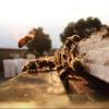 Tasmanian Learherwood RAW HONEY | Pure, Unheated, Unfiltered, Unpasteurized, and Hand-Crafted, 26.5 Ounces view 4