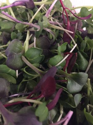 LHF Microgreen Blend