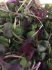 LHF Microgreen Blend view 1