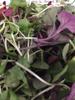 LHF Microgreen Blend view 2