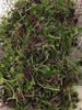 LHF Microgreen Blend view 3