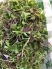 LHF Microgreen Blend view 4