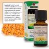 Natures Answer USDA Organic Frankincense Essential Oil, 100% Pure | Natural Aromatherapy Oil for Diffuser/Humidifier, Steam Distilled 0.5 fl oz. (15ml) | Made in USA view 3