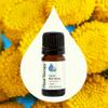 Plant Therapy Organic Blue Tansy Essential Oil 5mL (1/6 oz), 100% Pure, Undiluted, Natural Aromatherapy, Soothing for Sensitive Skin view 3