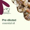 Plant Therapy Frankincense Carterii Essential Oil Pre-Diluted Roll-On 10 mL (1/3 oz), Natural Aromatherapy, Soothing Essential Oil for Meditation, Skin Irritation, and Sore Muscle Relief view 4
