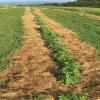 1 Lb Catnip cut view 2
